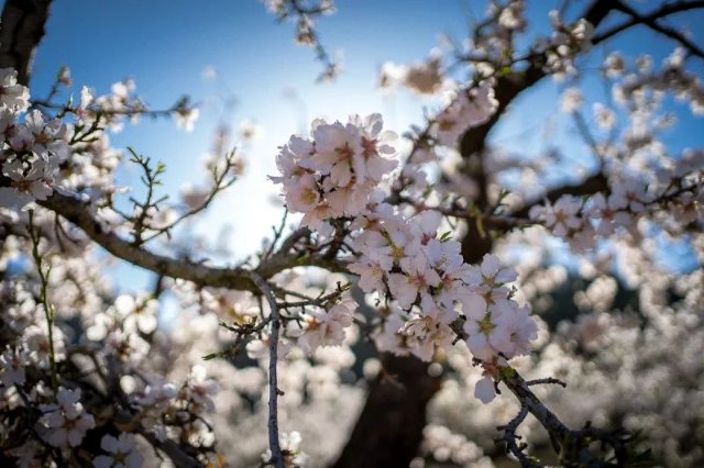 MulaFlor24 da la bienvenida a la primavera en el municipio con una programación cargada de actividades