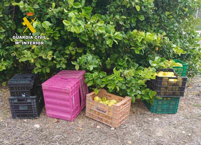 La Guardia Civil detiene a dos vecinos de Mula por la sustracción de 10 toneladas de limones en fincas del municipio muleño
