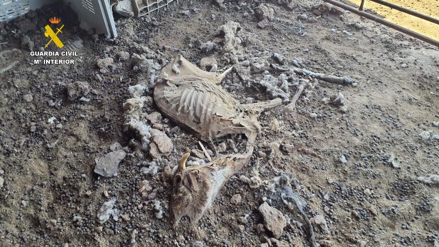 La Red de Animalistas de Izquierda Unida-Verdes de Murcia denuncia la impunidad en el maltrato animal tras la 'granja de los horrores' de Mula