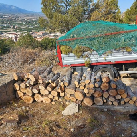Acciones de control y eliminación de plagas en los pinos del Castillo de Mula