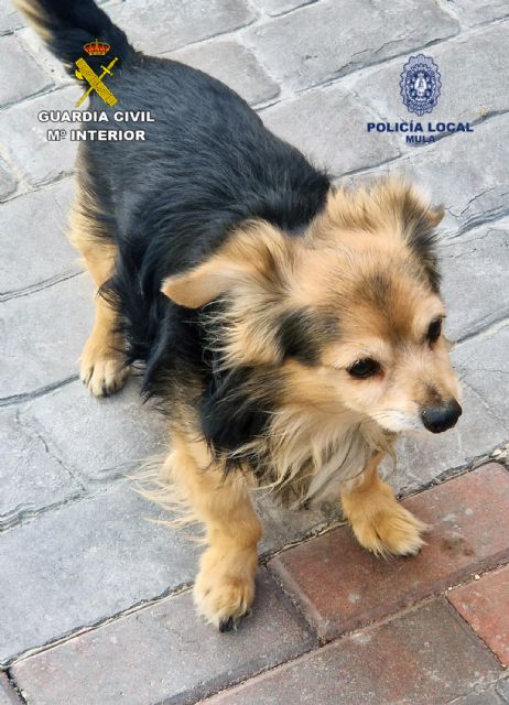 La Guardia Civil investiga a un joven por romper el fémur a un perro de una patada