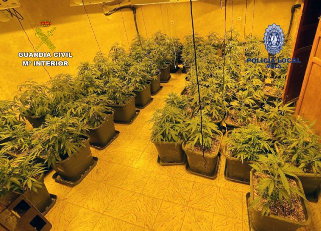 Desmantelan cinco plantaciones de marihuana en el casco antiguo de Mula