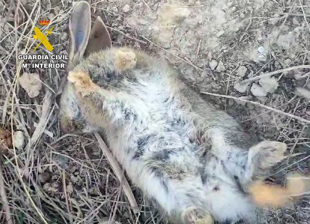 La Guardia Civil investiga a un agricultor por usar venenos en una finca de Mula