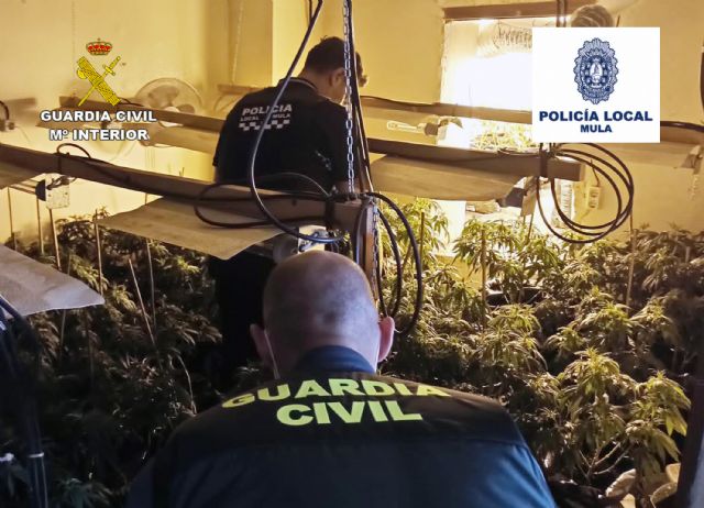 Desmantelan 13 plantaciones de marihuana en el casco antiguo de Mula