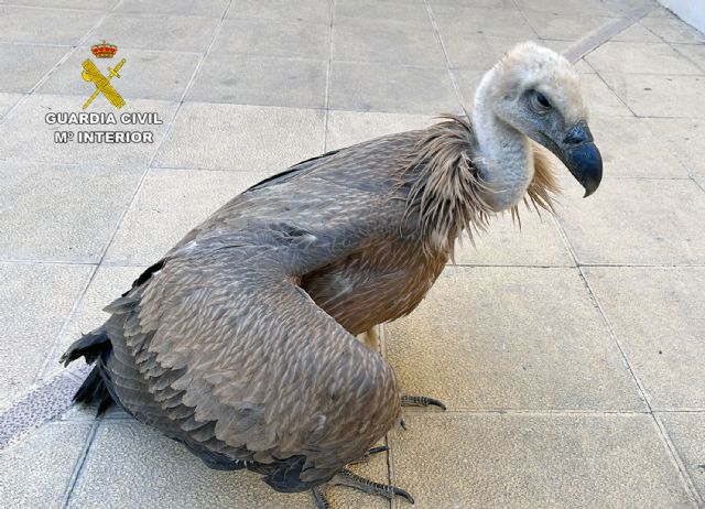 La Guardia Civil rescata a un buitre leonado en Casas Nuevas, Mula