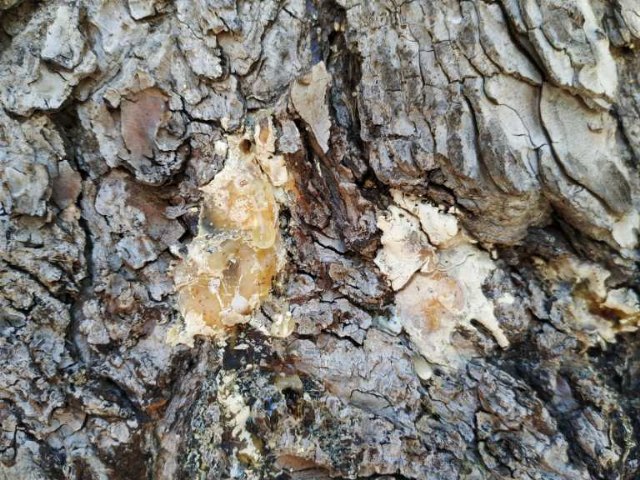Eliminación de cuatros ejemplares de pinus halepensis en la entrada a la Ermita del Niño