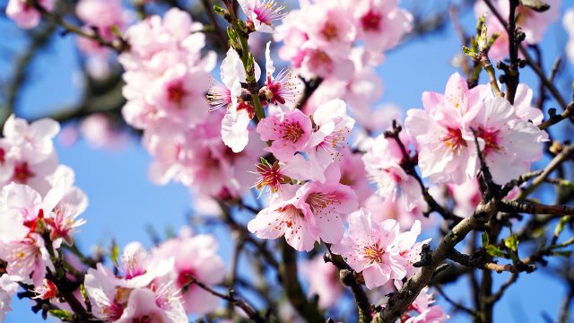 Moreno pide colaboración para la consolidación de la Feria del Almendro en Flor