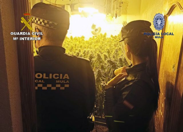 Desmantelan un invernadero con más de un centenar de plantas de marihuana en una vivienda del casco antiguo de Mula