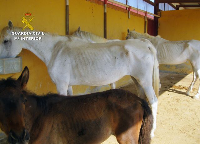 La Guardia Civil inmoviliza cuarenta caballos desnutridos en una explotación equina en Mula