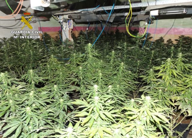 La Guardia Civil desmantela una plantación de marihuana en Mula