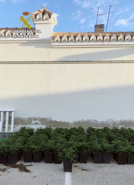 Detenida una mujer por cultivar 141 plantas de marihuana en un domicilio
