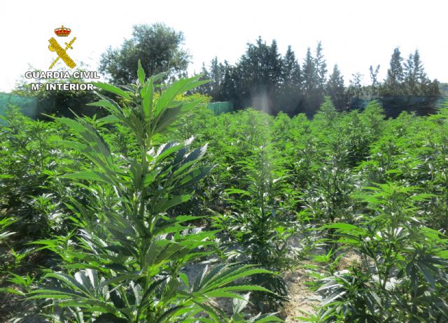 La Guardia Civil desmantela en Mula un cultivo ilícito de marihuana con más de 600 plantas