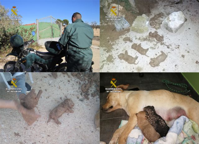 La Guardia Civil investiga a tres personas por sepultar vivos a nueve cachorros de una camada en una finca de Mula